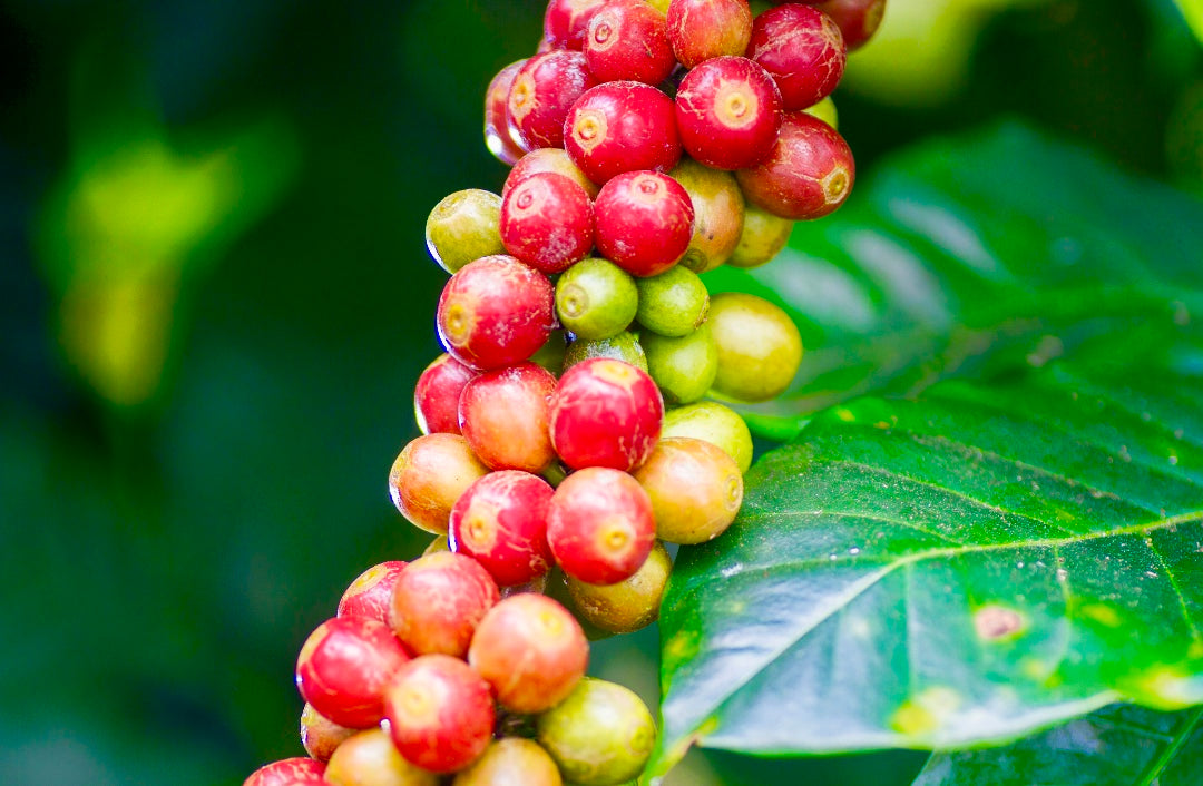 What Is All-Natural Caffeine?
